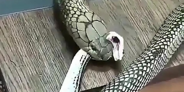 Küçük yılanı büyük yılana yemesi için verdi!