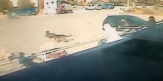 Küçük çocuk ağır yaralandı! Fail başıboş köpekler, azmettirici köpekperestler, sponsor Batı, seyirci belediyeler ve hükümet!