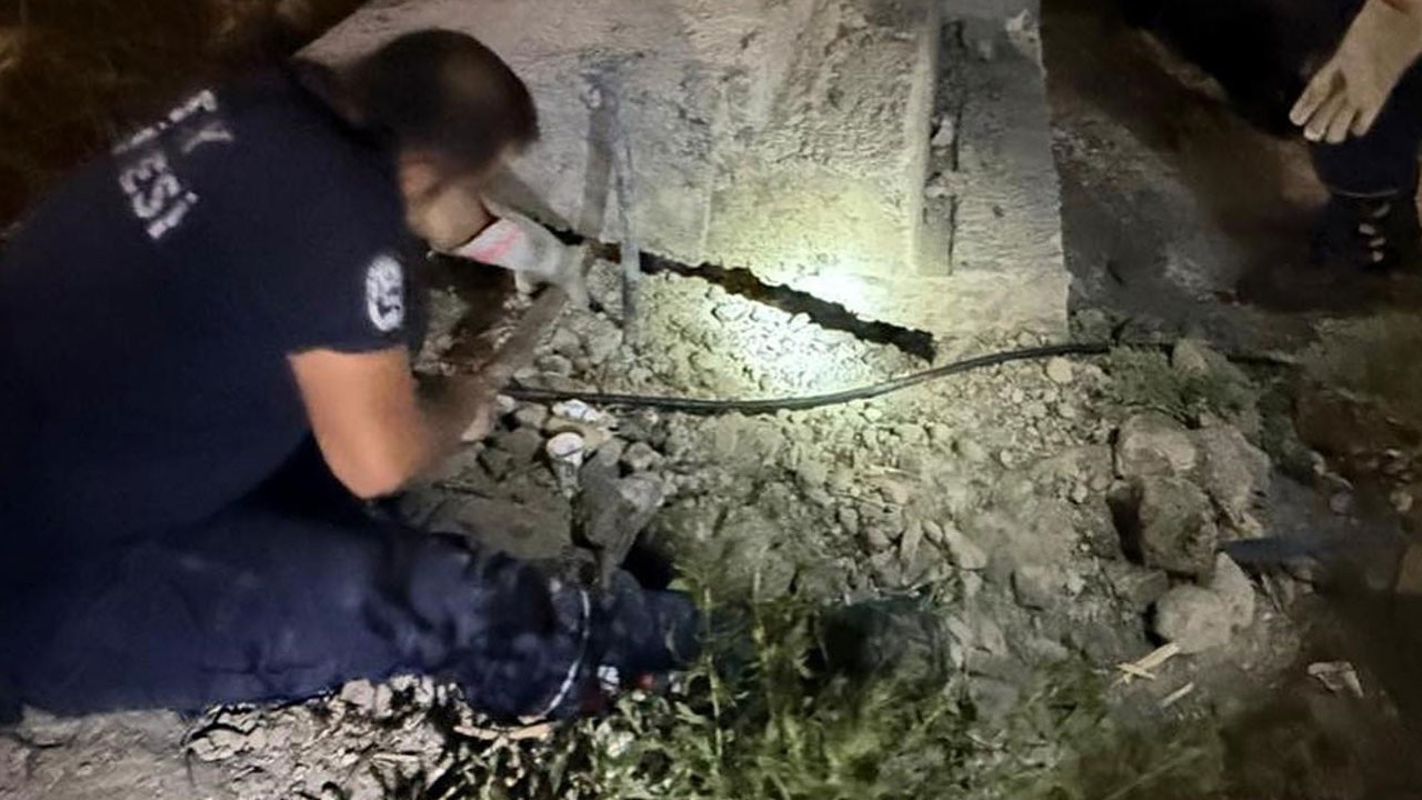 Küçük kedi ekipleri seferber etti