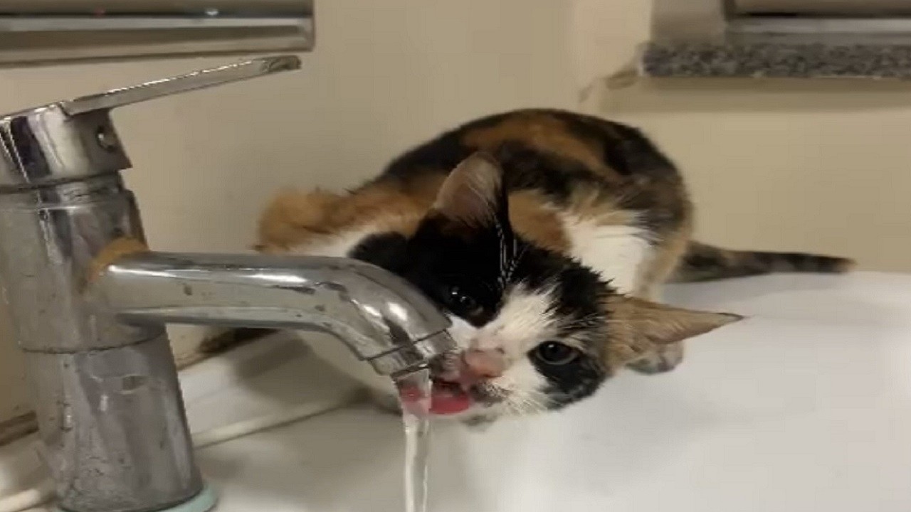 Küçük kedi kana kana su içti!