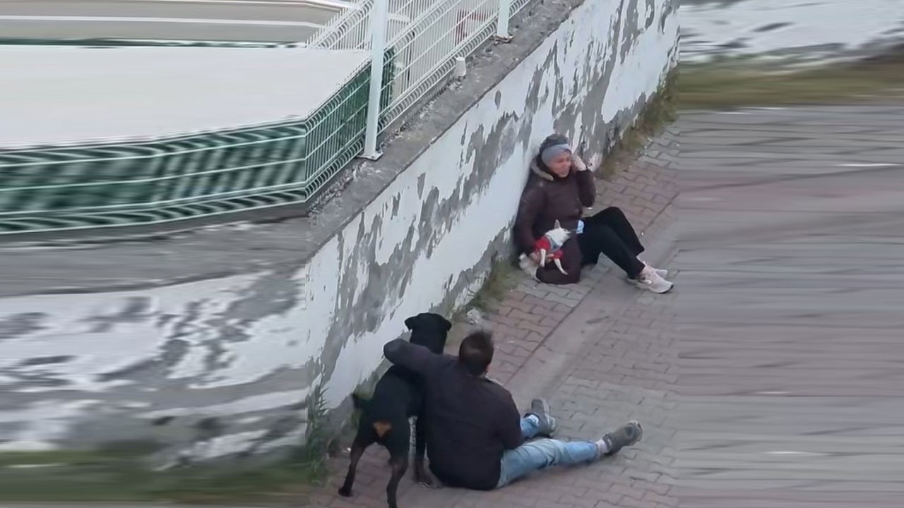 Küçük köpek ameliyata alındı! Ağızlıksız rottweiler sokakta dehşet saçtı