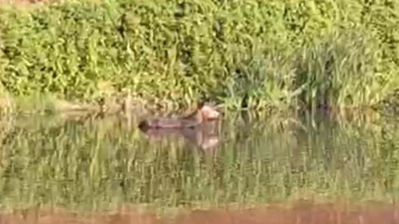 Küçük Melen Çayı’na Düşen Eşek İtfaiye Tarafından Kurtarıldı