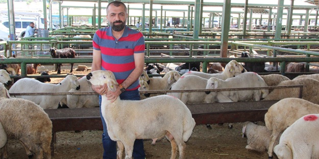 Küçük ve büyükbaş hayvan varlığımız yeterli