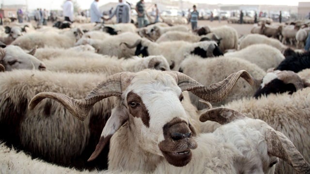 Küçükbaş Damızlık Test ve Ar-Ge Ünitesi açıldı