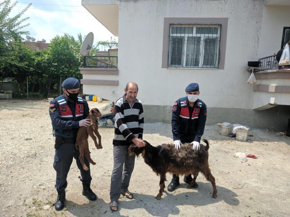 Küçükbaş hayvan hırsızları yakalandı 