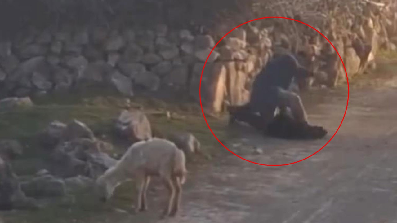 Küçükbaş hayvana eziyet eden şahsa soruşturma başlatıldı