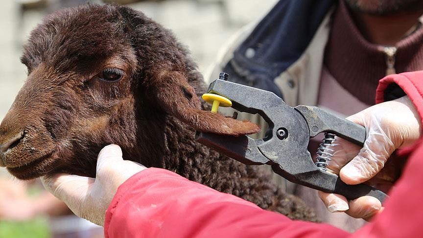 Küçükbaş hayvanlar 'çipli küpe' ile kayıt altında