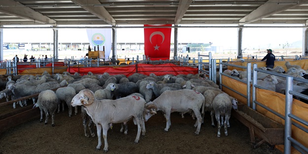 Küçükbaş kurbanlık satışının 3 milyonu geçmesi bekleniyor