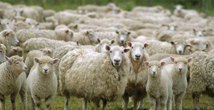 Küçükbaş kurbanlıklar 750-950 lira arasında satışa sunuluyor