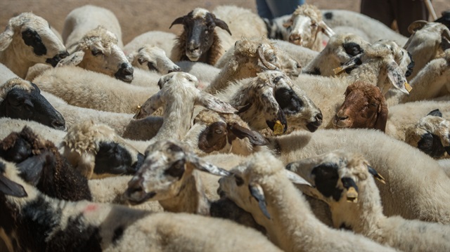 Küçükbaş kurbanlıkların fiyatı belli oldu!