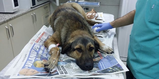 Küçükçekmece Veteriner hekimleri hasta sokak köpeğine sahip çıktı