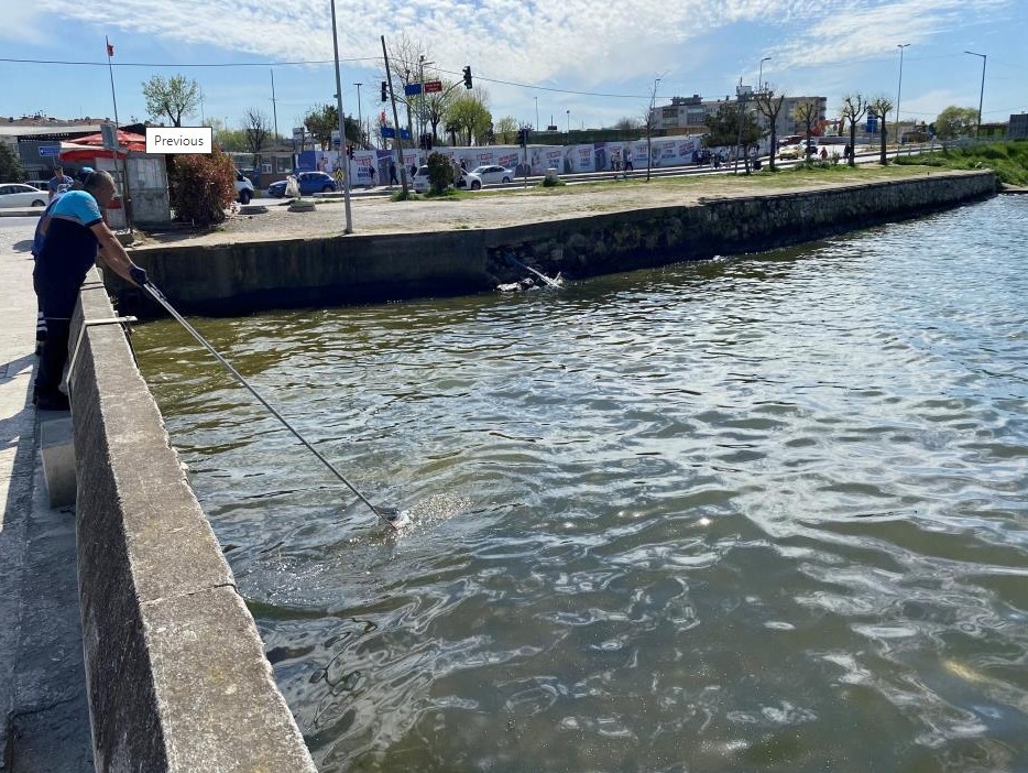 Küçükçekmece'de ölü balıklar kıyıya vurdu. Vatandaş isyan etti!