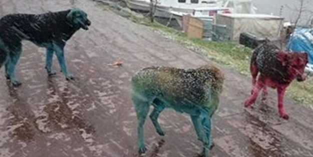 Boyalı köpeklerin sırrı çözüldü!