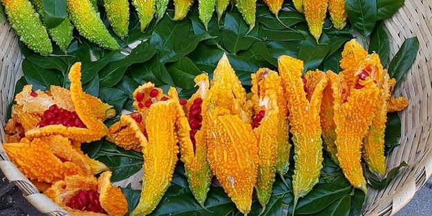 Kudret narı meme kanserine iyi geliyor