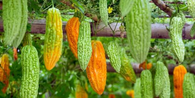 Kudret narında Türkiye üretim üssü olacak! kudret narının faydaları