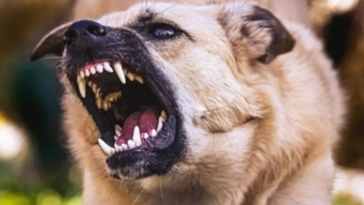 Kuduz köpek 13 kişiyi parçaladı