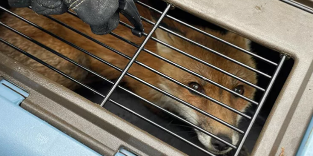 Kuduz tilki senatör ve gazeteciyi ısırdı