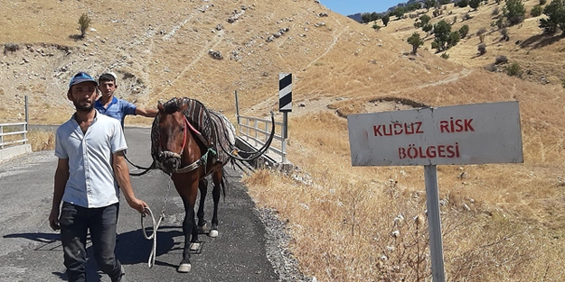 Kuduz vakaları artıyor! Sahibini ısıran at kuduz çıktı, bütün köy karantina altına alındı!