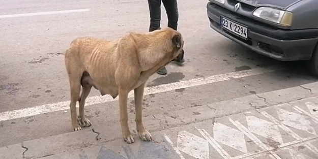 Kuduz vakaları yaşanan ilçede köpekler cirit atıyor!