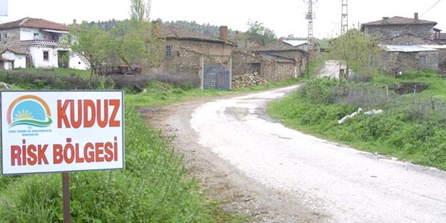  Köylülere saldıran tilkiler kuduz çıktı!