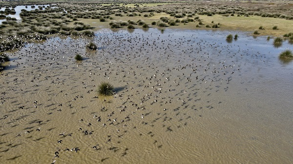 Kuğu ve kuşların yaşam alanı: Kızılırmak Deltası