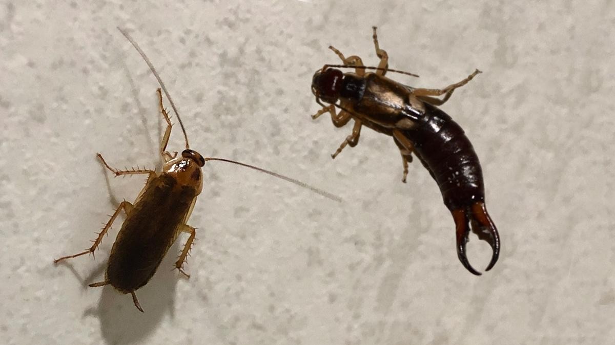 Kulağakaçan ve hamam böceklerine dikkat! İşte onlardan kurtulmanın pratik yöntemi...