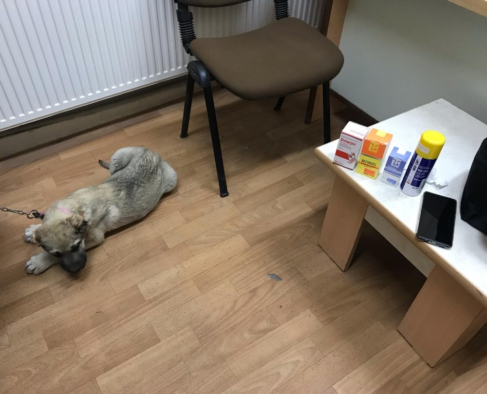 Kulağı kesilen köpek için polis ekipleri seferber oldu 