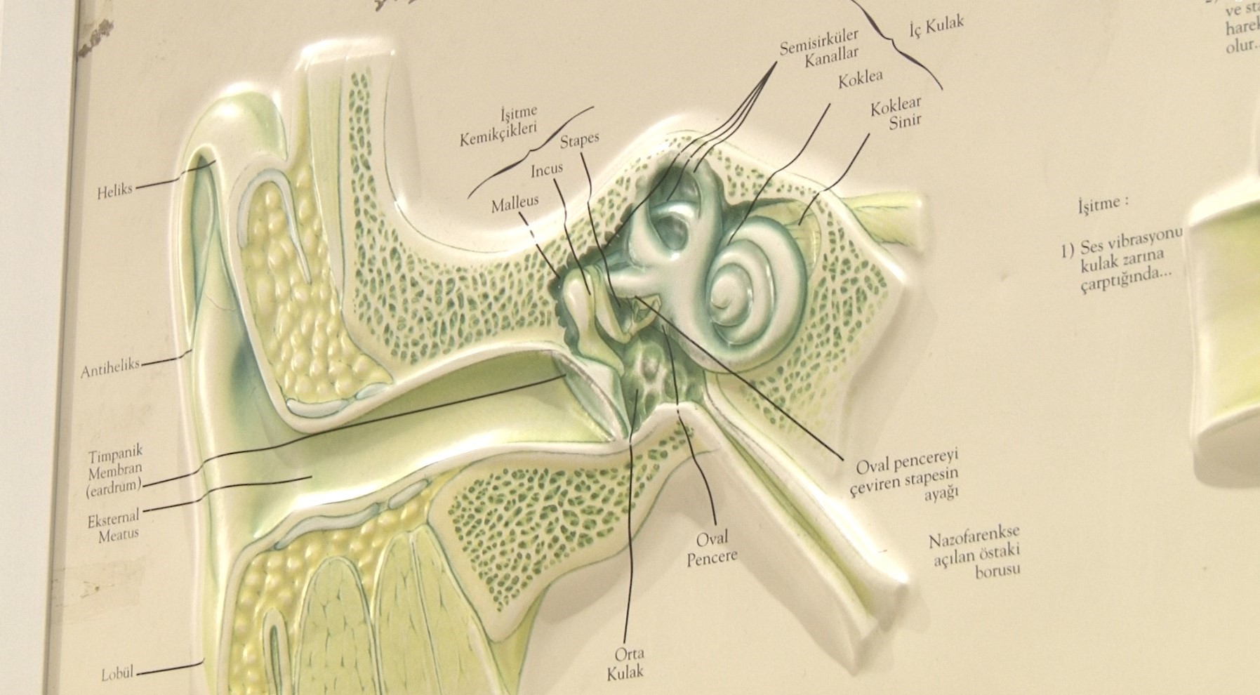 "Kulak çınlaması ciddiye alınmalı"