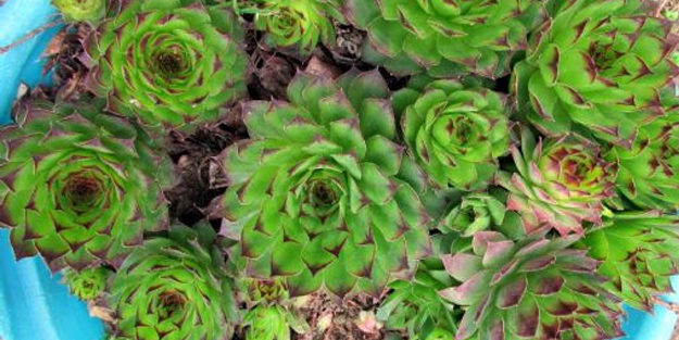 Kulak otu: Doğadan gelen şifayla alternatif oluyor, duyan peşinden koştu! Bakın nedeni ne