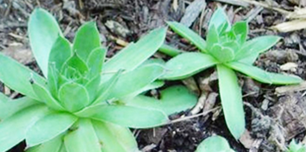 Kulak otu: Resmen enerji veren kaynağın sahibi siz de olabilirsiniz!