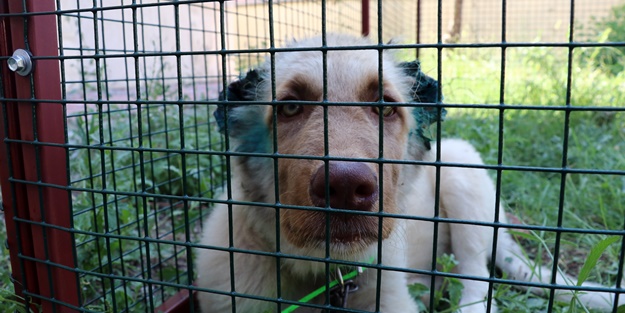 Kulakları kesilerek işkence yapılan köpeğe okul bahçesi yuva oldu