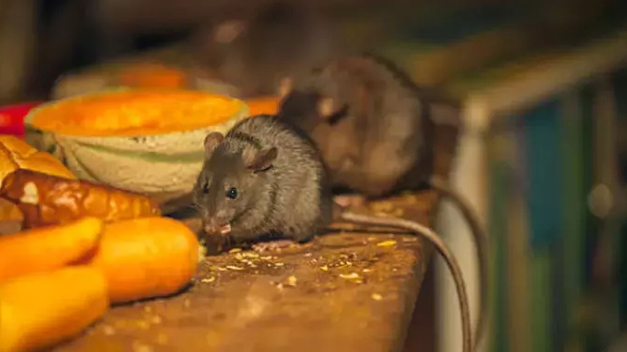 Kullanıcılar birkaç damlayla kendi fare