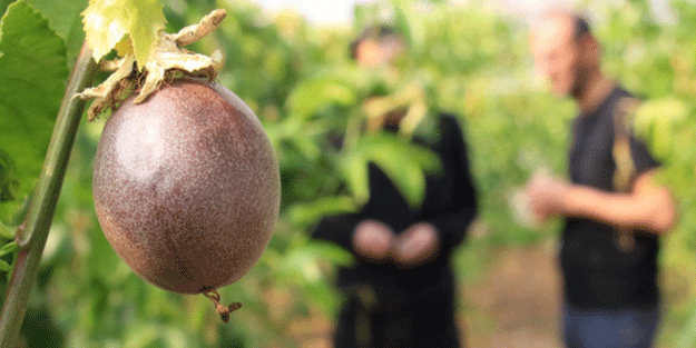 Kullanmadığı seraya dikti! Kilosunu 100 liradan satıyor
