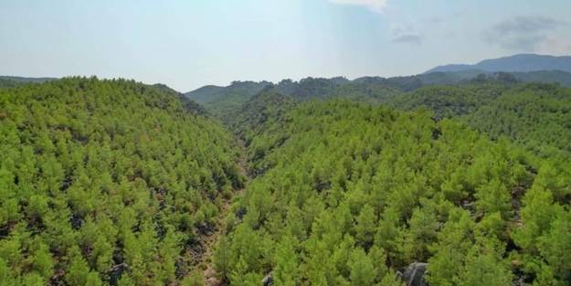 Küllerinden doğdu!