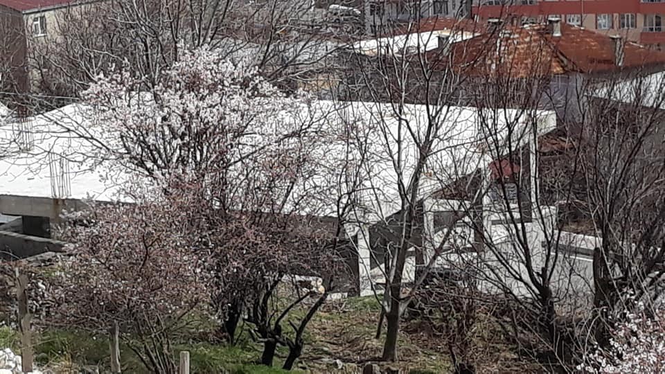 Kulp’ta badem ağaçları erken çiçek açtı 