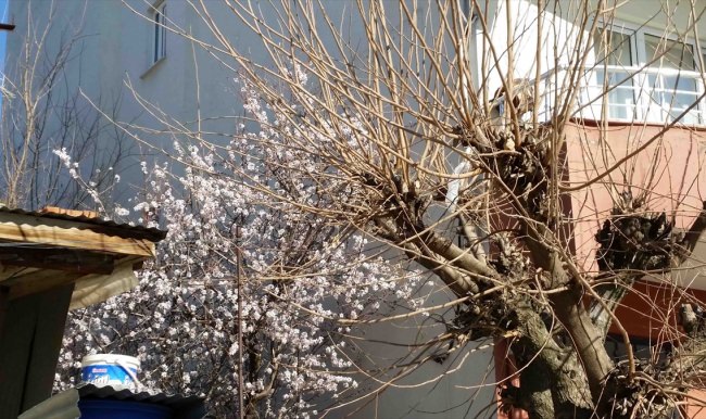 Kulp’ta badem ağaçları erken çiçek açtı