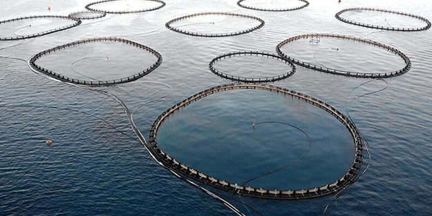 Kültür balıkçılığında üretim rekoru