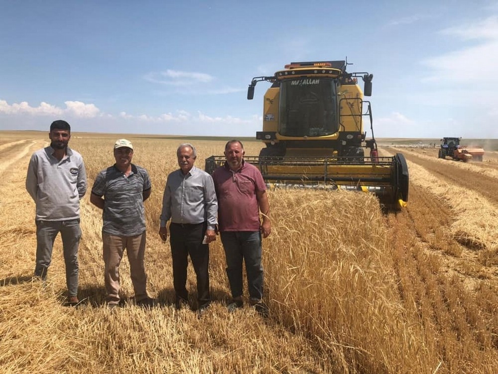 Kulu’da arpa hasadı başladı 