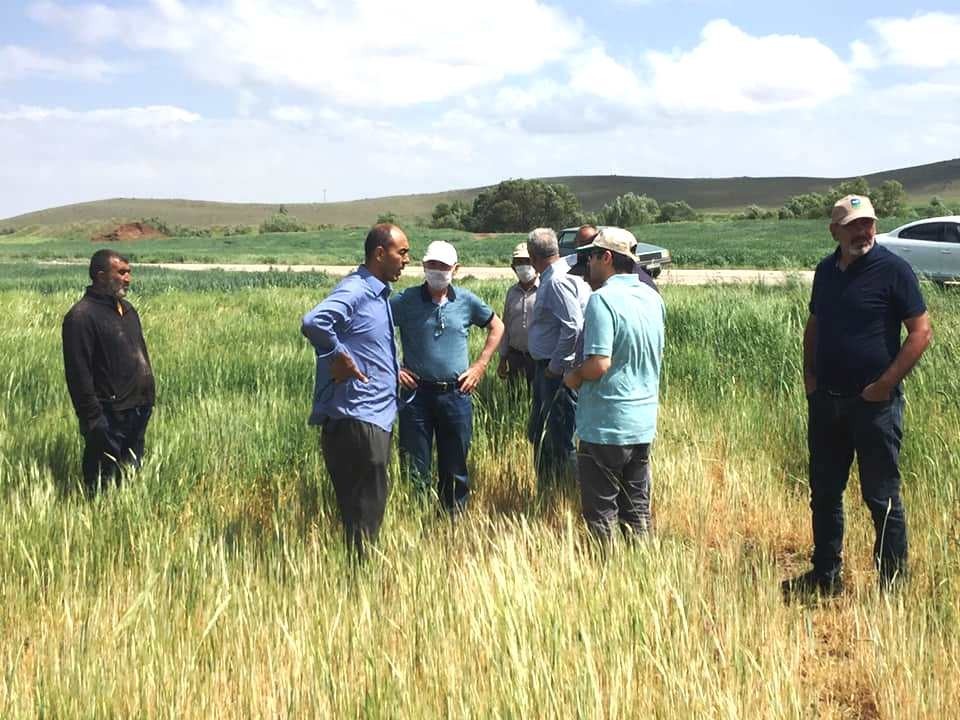 Kulu’da ekili alanlarda cüce virüs hastalığı şüphesi 