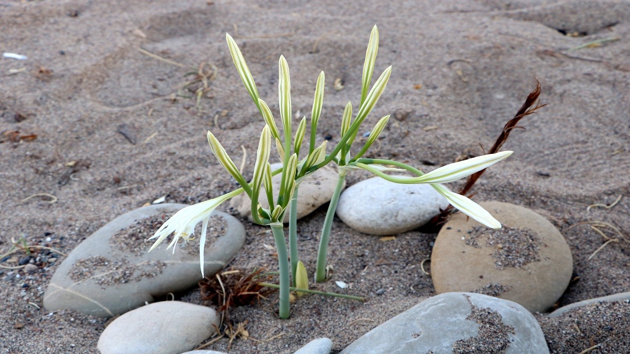 Kum zambakları böyle korunuyor