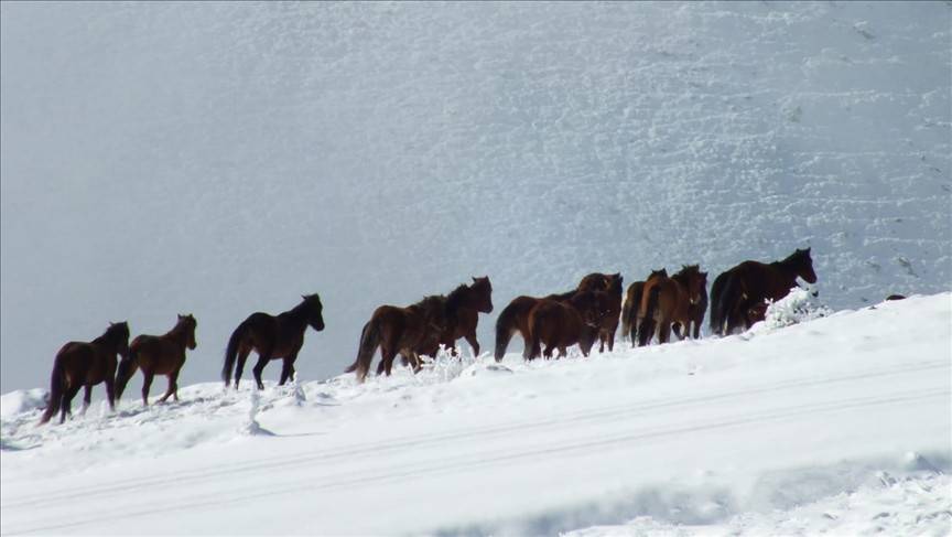 Kumalar Dağı'nda kar üstünde yiyecek arayan yılkı atları görüntülendi