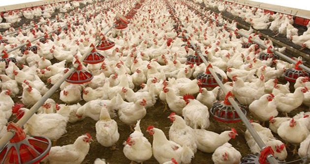 Kümes hayvancılığı üretim istatistikleri açıklandı