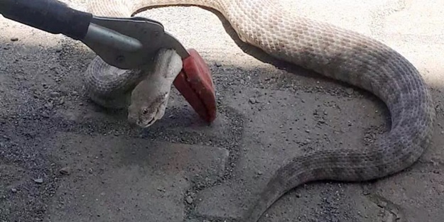 Kümese giren 1.5 metrelik yılanı itfaiye yakaladı