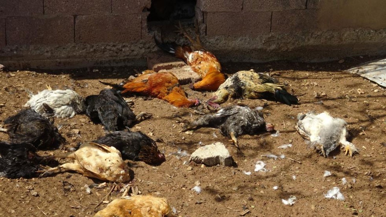 Kümese giren yırtıcı hayvan 80 tavuğu parçaladı