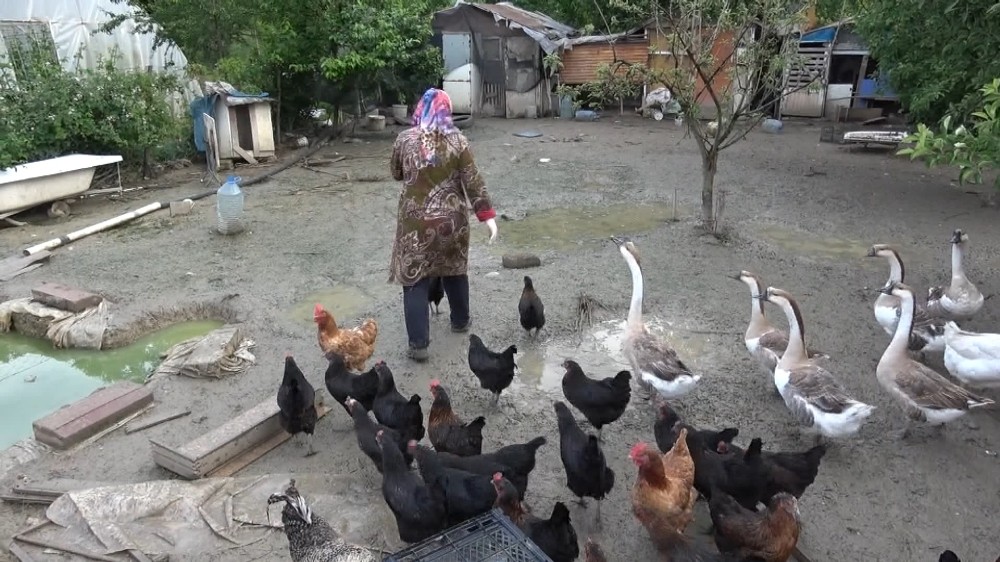 Kümesteki yumurtaları yiyen kargaya güldüren tembih 