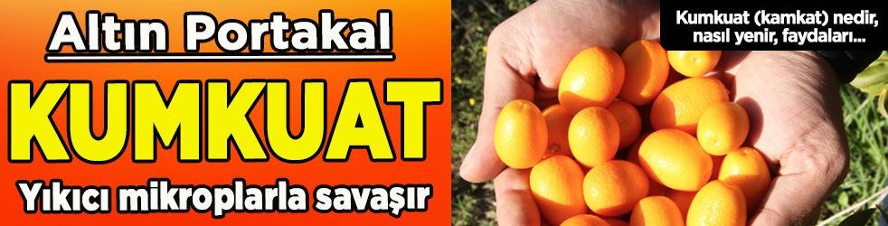 Kumkuat (kamkat) nedir, nasıl yenir? Sağlığa faydaları nelerdir?