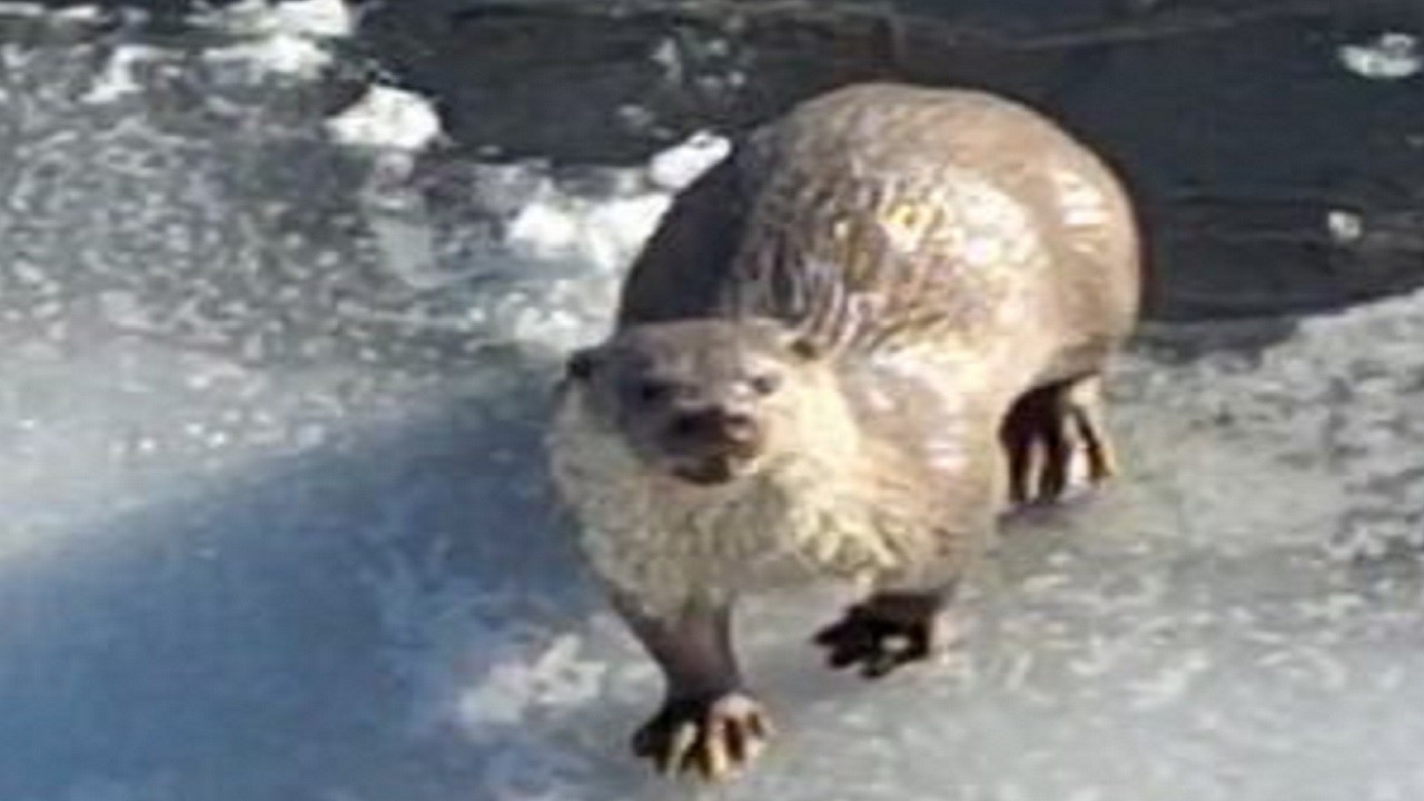 Kura Nehri’nin gizemli konuğu