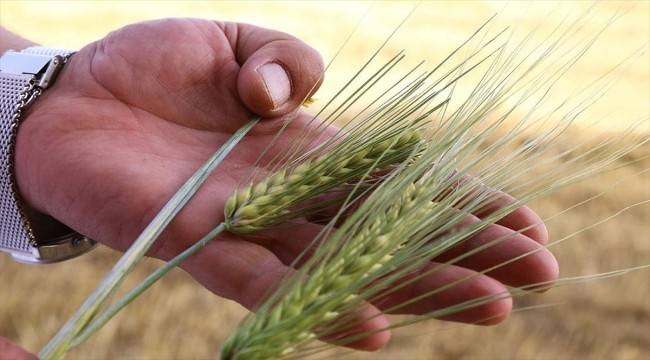Kuraklığa dayanıklı arpa verimliliği çiftçiyi sevindirdi