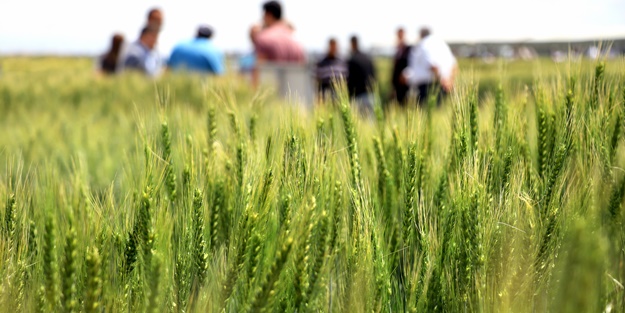 Kuraklığa dayanıklı hububat tanıtımı
