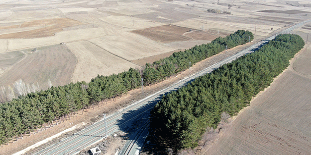 Kuraklığın ortasında mini orman Dikiliş nedenini duyanlar çok şaşırıyor